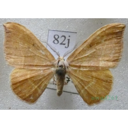 Watsonalla binaria (Hufnagel, 1767) male Wycinka dwojaczka Czech82j
